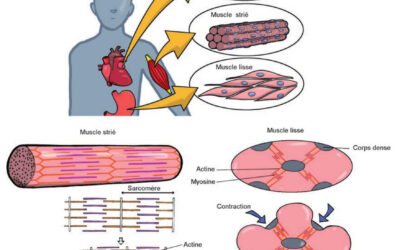 018 – Le tissu musculaire