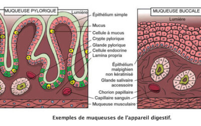020 – Les membranes tissulaires