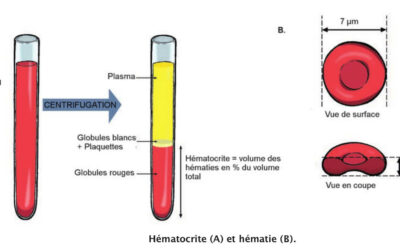 019 – Le tissu sanguin