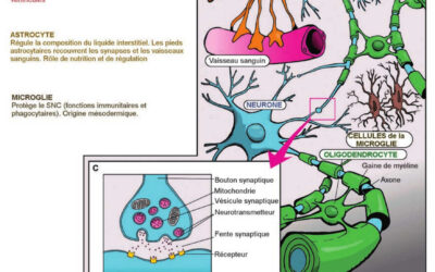 017 – Le tissu nerveux