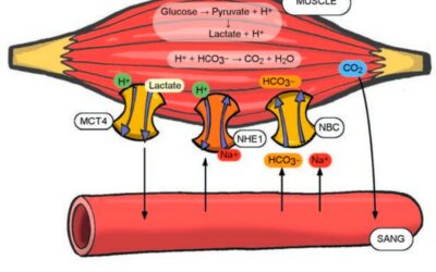 024 – ** Activité physique et métabolisme