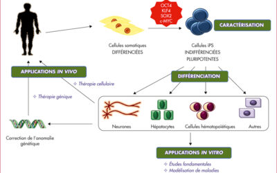 021 – Qu’est-ce qu’une cellule souche ?
