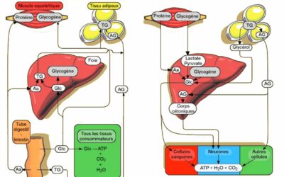 023 – **Notions de base autour du métabolisme