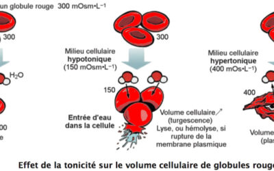 010 – L’osmose