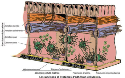 013 – Les tissus de l’organisme