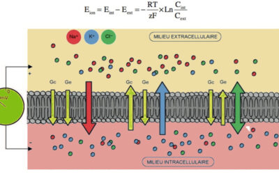 011 – L’équilibre ionique