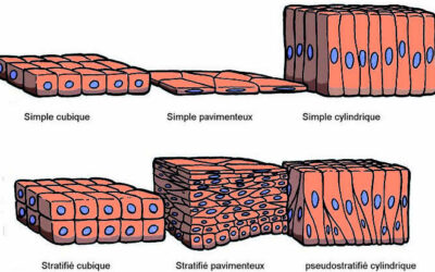015 – Les épithéliums