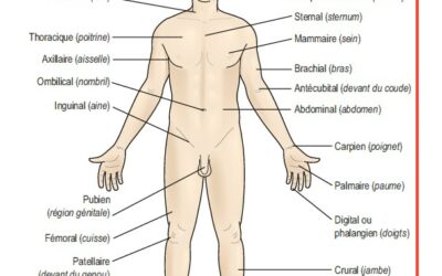 011 – Muscles agonistes et antagonistes