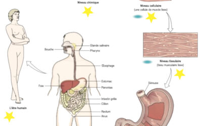 001 – Les niveaux de complexité structurale du corps humain