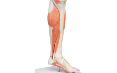 034- Anatomie du membre inférieur – La jambe