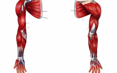 029- Anatomie du membre supérieur – Le bras