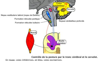 019- Tonus musculaire et posture