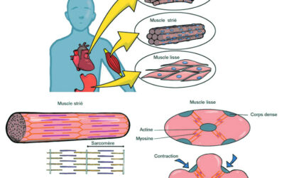 012 – Le tissu musculaire – Types, structure et propriétés