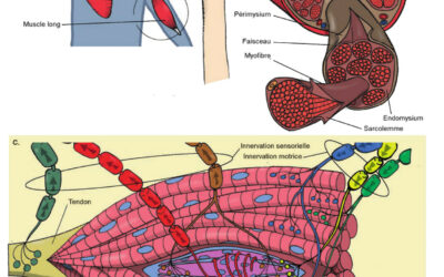 013- Organisation structurale du muscle – Plan macroscopique