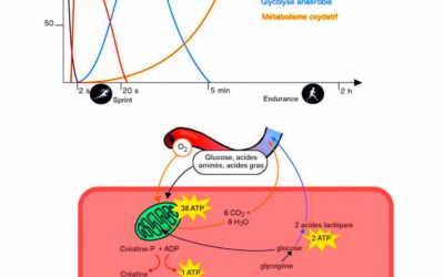 017- Le métabolisme du muscle