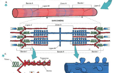 014- Organisation structurale du muscle – Plan microscopique « Fibre »