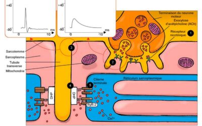 015- La contraction du muscle – couplage excitation contraction